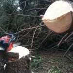 Tree Removal project by Bleecker St. Development in York, PA